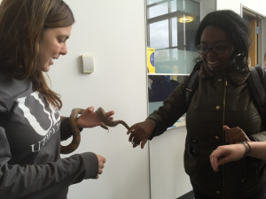 A representative from the Utica Zoo shows off a snake to a SUNY Poly student during a zoomobile visit to the Student Center in Ocotber 2016. 