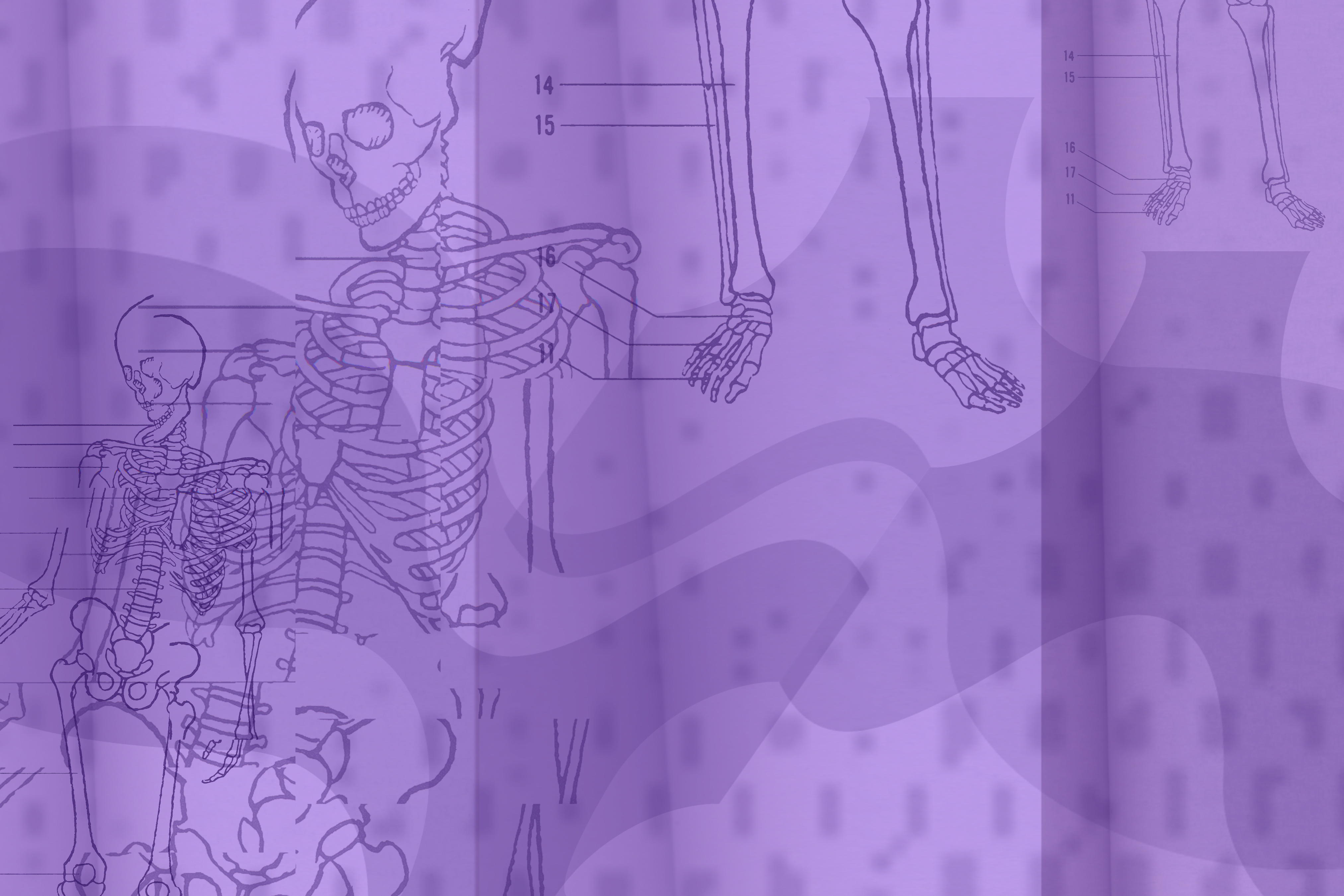 Line art of Skeleton diagram